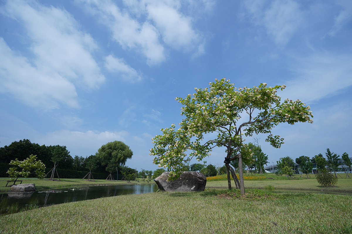 北美风箱树 1.jpg