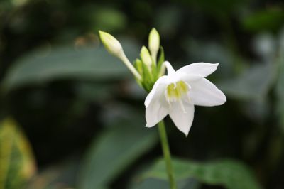 6、南美水仙 副本.jpg 6、南美水仙 副本.jpg