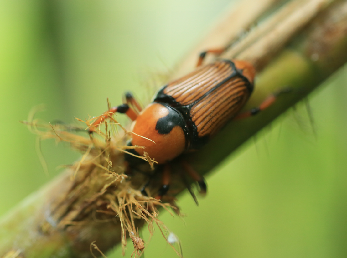 "的声音,循声望去,便会发现一种甲壳虫正围绕着幼嫩的竹笋飞来飞去