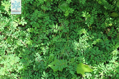 木蓝3.jpg