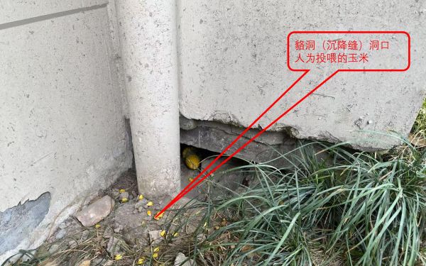 服务市民促“貉”谐,市林业总站赴嘉定江桥开展专项座谈4.jpg 服务市民促“貉”谐,市林业总站赴嘉定江桥开展专项座谈4.jpg