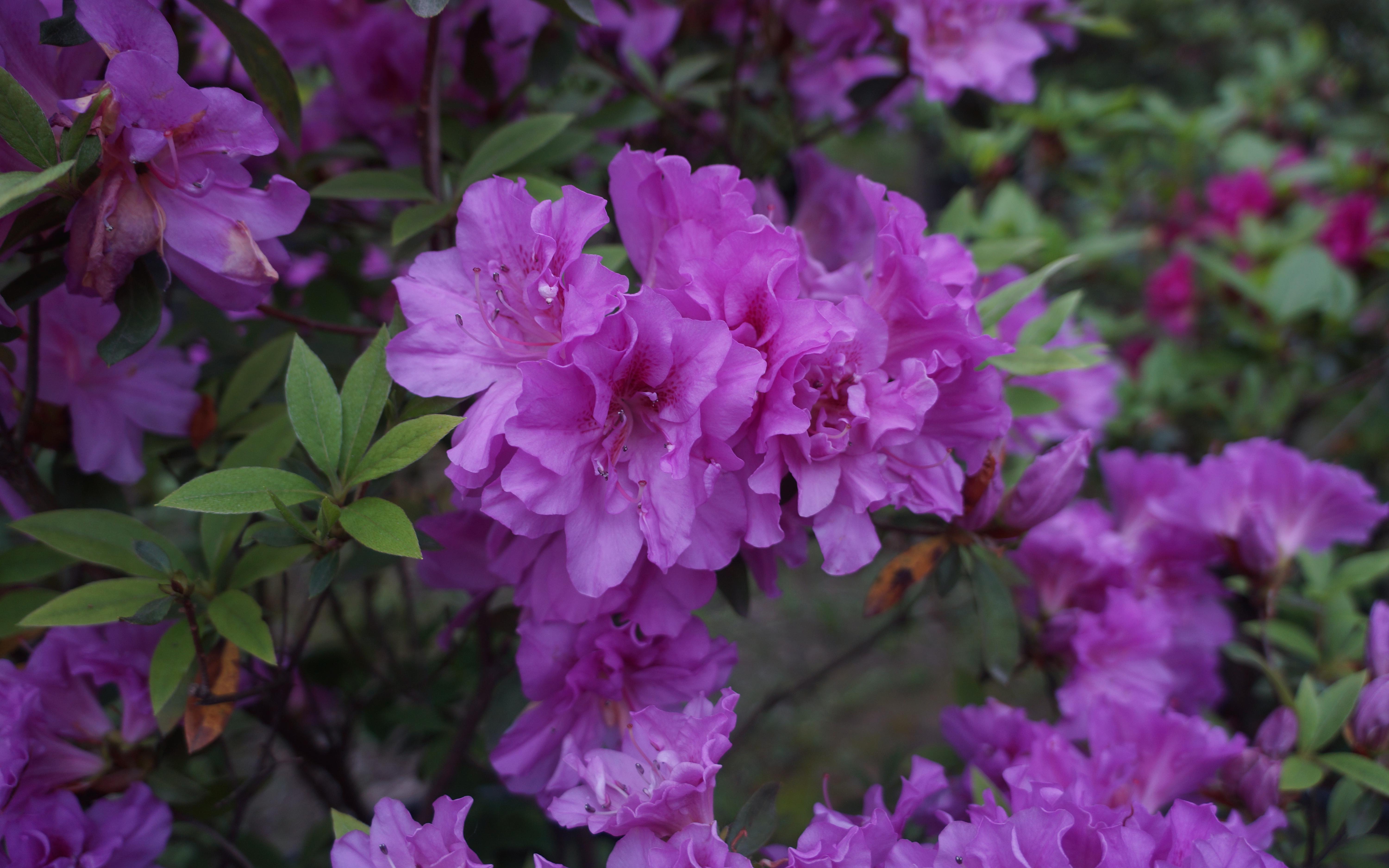 其中开花较早的一类品种,也就是在江南一带花期集中在春季4月至5月初
