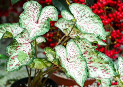 7五彩芋--天南星科五彩芋属 (8).jpg