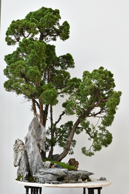 聊非遗上海植物园的海派盆景故事上